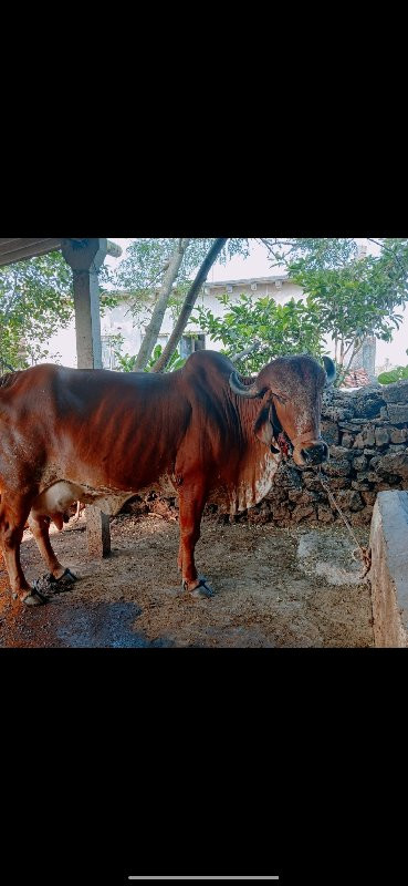 આ ગીર ગાય વેચવા...