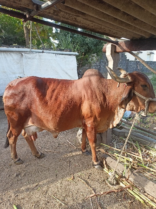 ગાય વેચવા ની છે