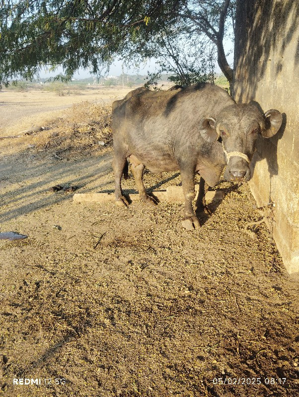 બે બે ખડેલી વેચ...