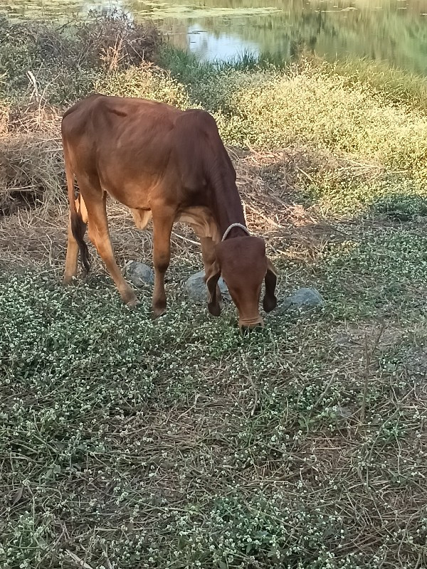 વાછડી