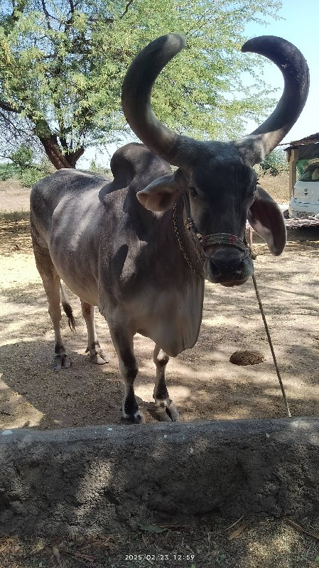 બળદ વેચવાના છે