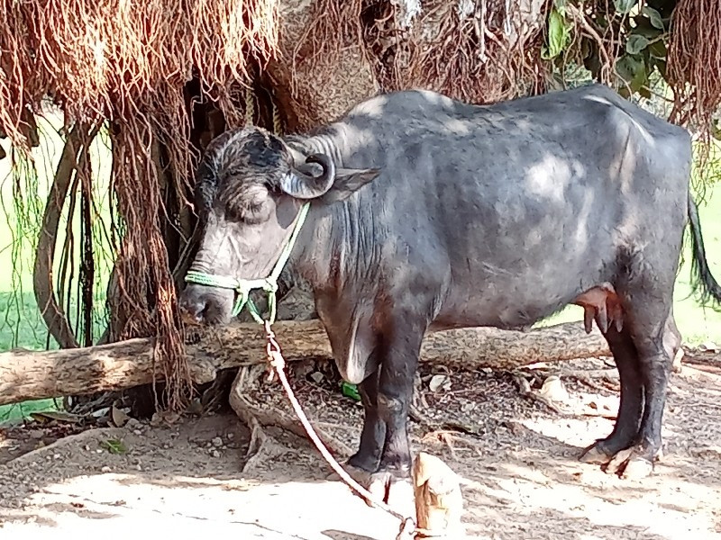 પેલું વેતલ