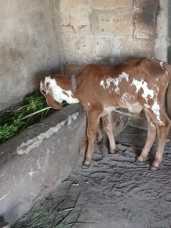 વાશડો મેમરી નો...