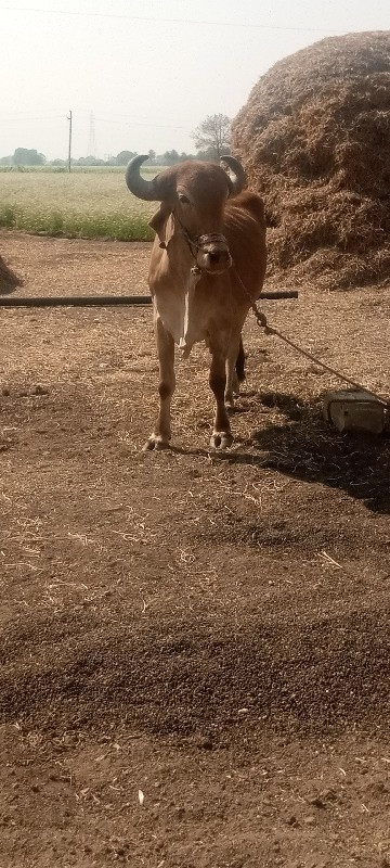 રીઝવાન ભાઈ