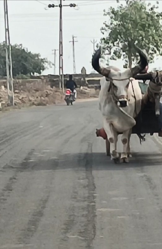 બળદ વેચ્વનોછે