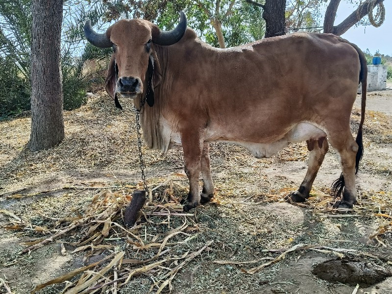 વેચવા ની છે