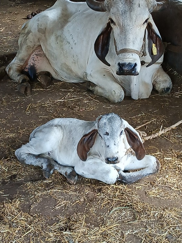 લીલડી ગાય વેચવા...