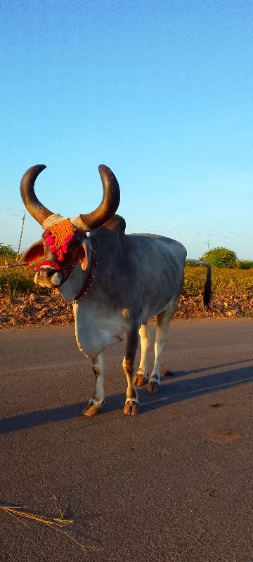 ફુલ જવાબદારીથી...