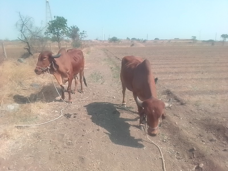 ગોડલા વેચવાના.છ...