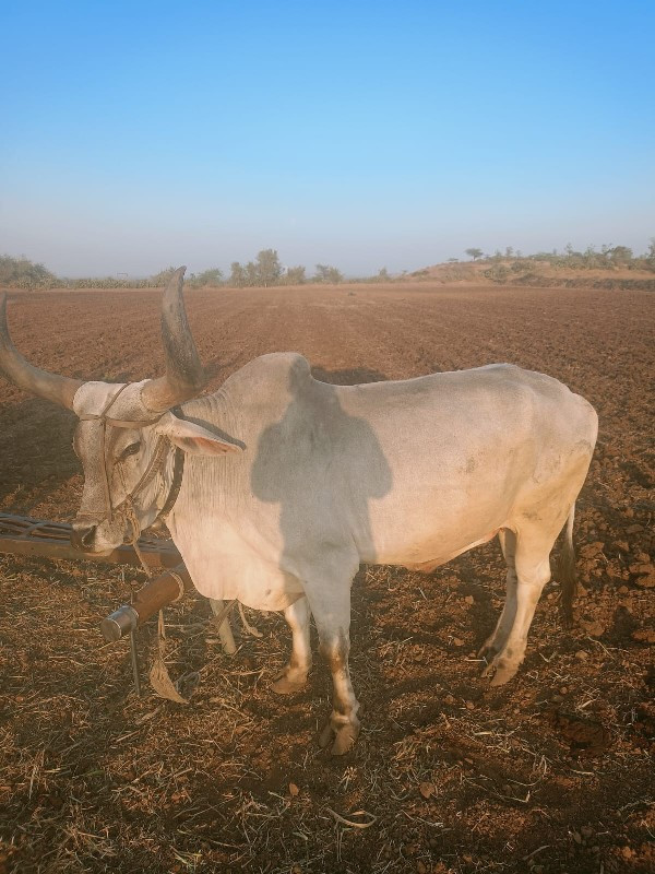 ત્રીજી ધરનો બળદ