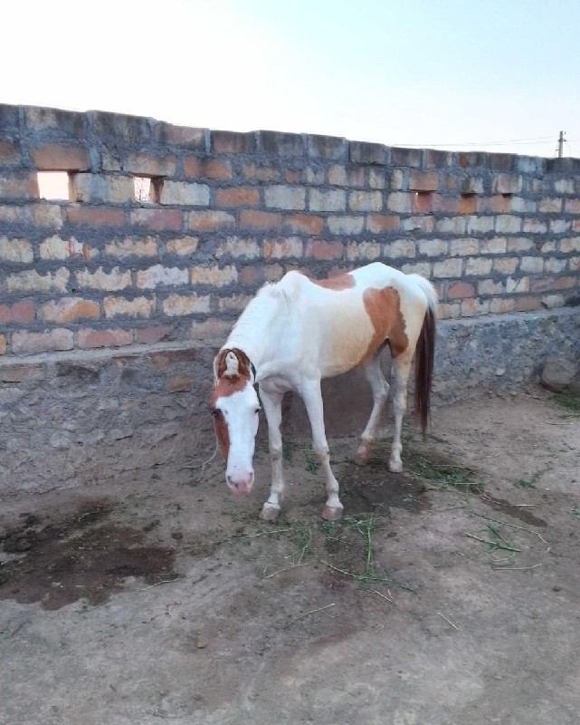 ઘોડી વેચવા ની સ...