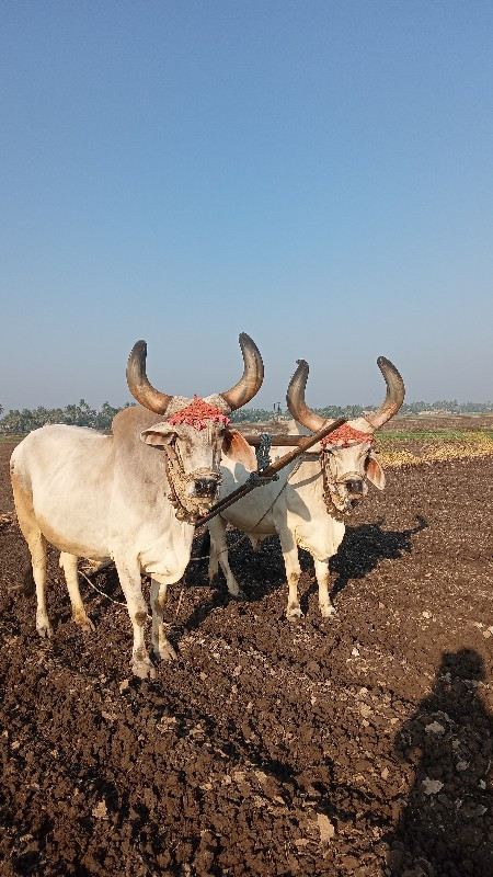 બળદ વેચવાના છે