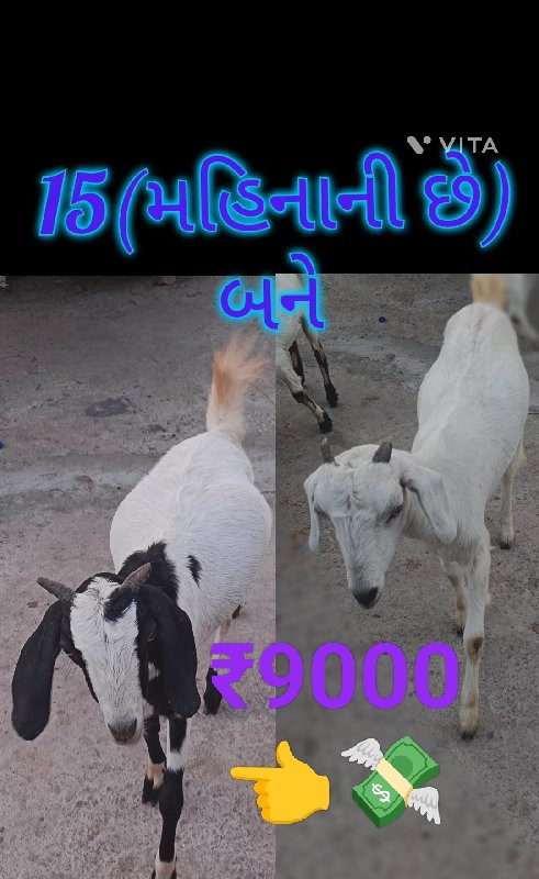 ચાર બકરી એક બકર...