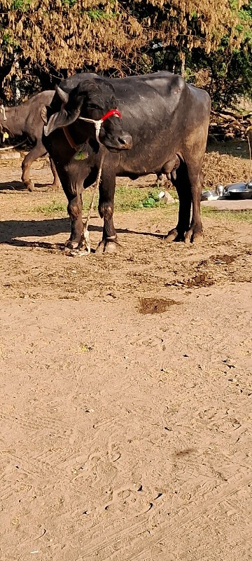 ખડાઈ વેચવાની છે...