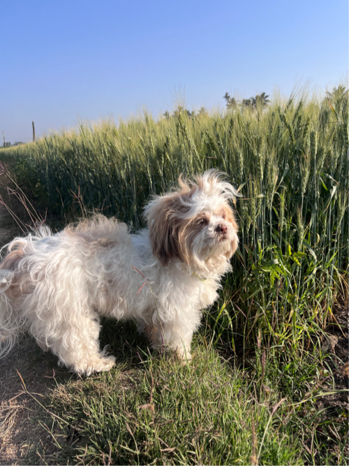 Shihtzu Female