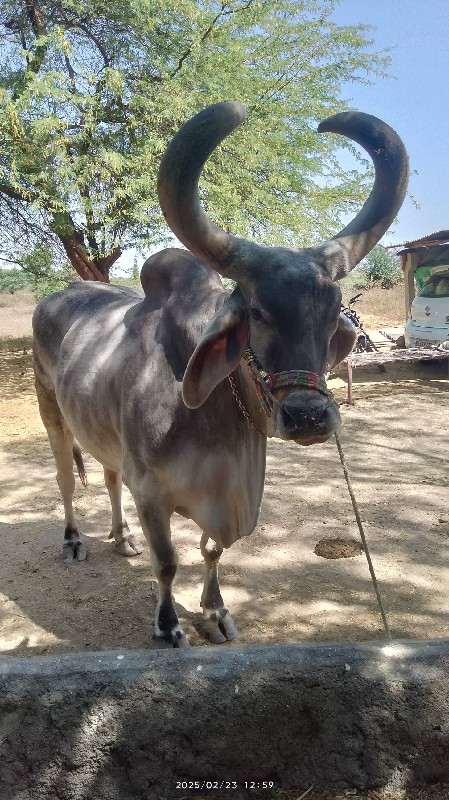 બળદ વેચવાના છે