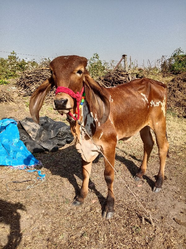 ગીર વાછરડી