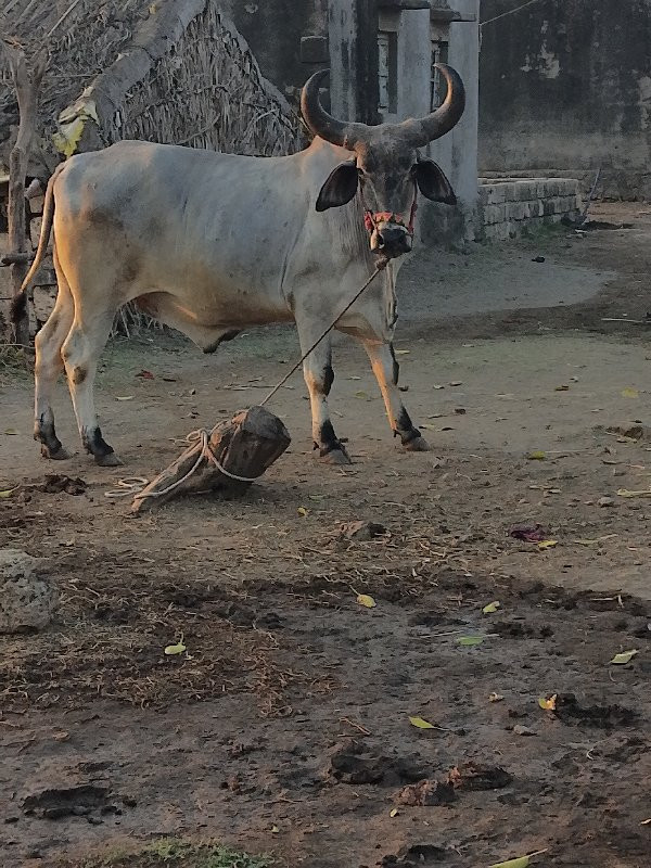 દેવળિયા તરસે