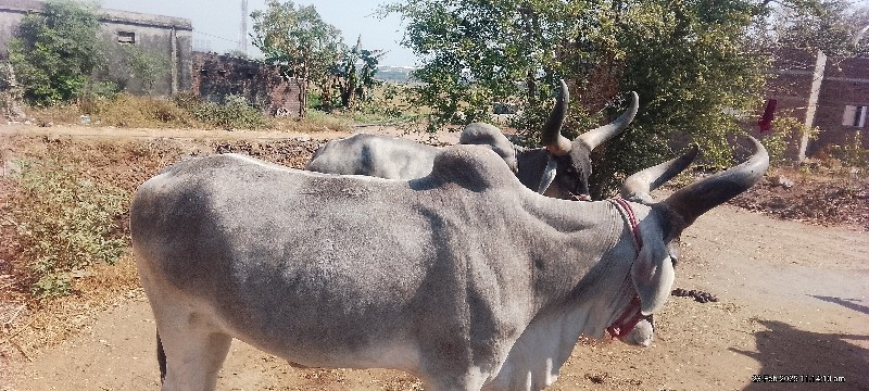 ગોદલા વેચવાના છ...