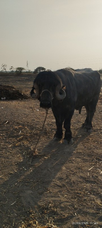 પાડો‌ વેશવાનો‌...