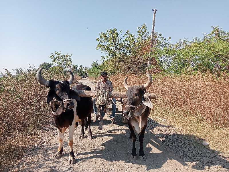 ગોથલા