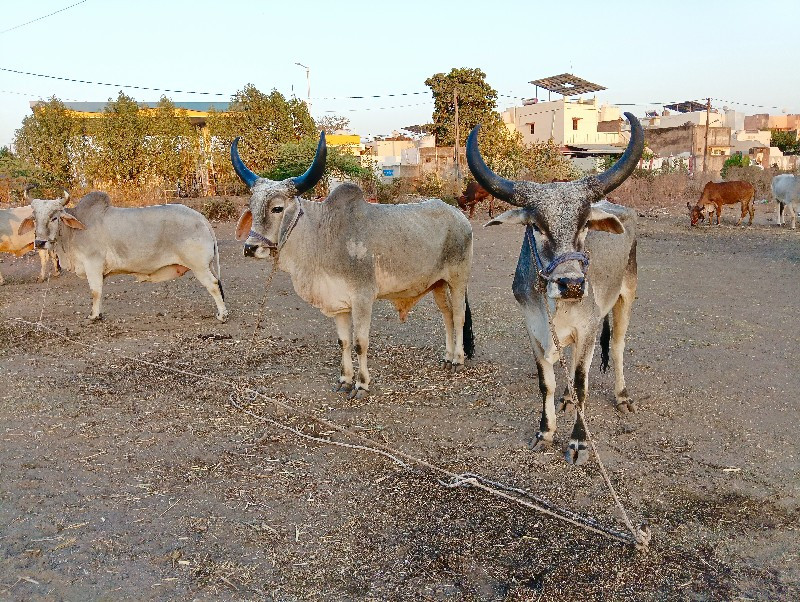 ગામ કોટડા સાંગા...