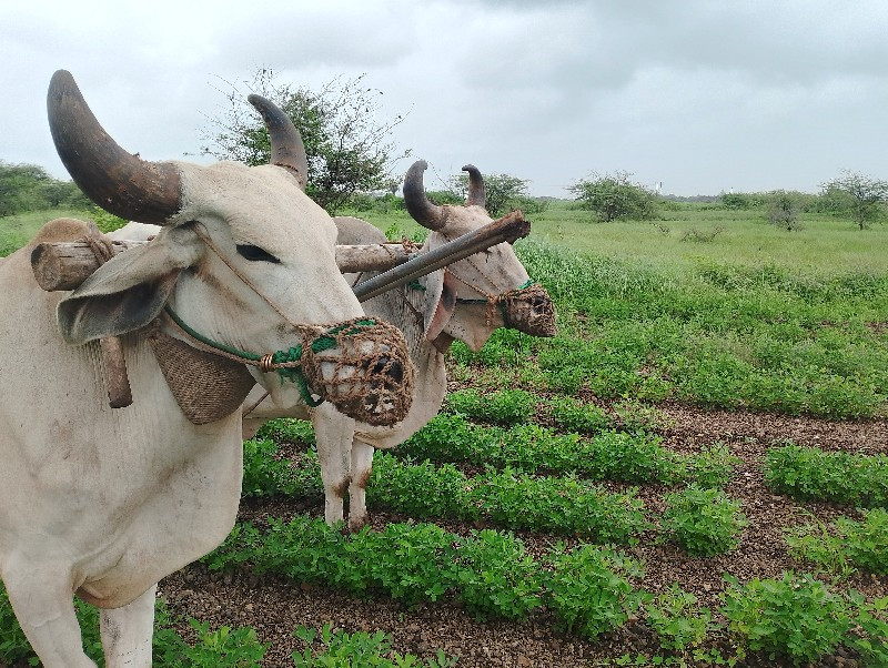 મોબાઈલ 99049560...