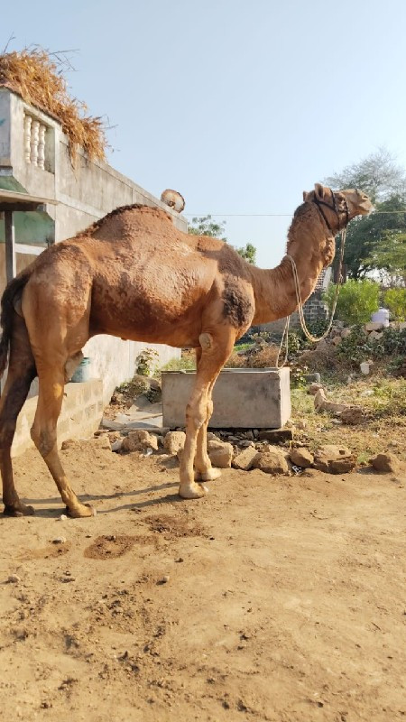 ઊંટ વહેંચવા નો...