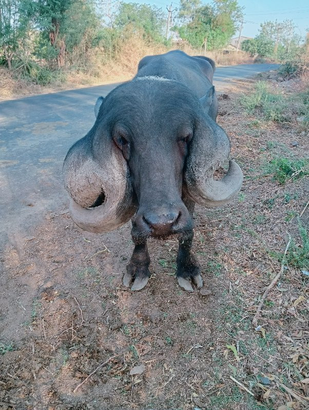 ખડેલી આપવાનીસે