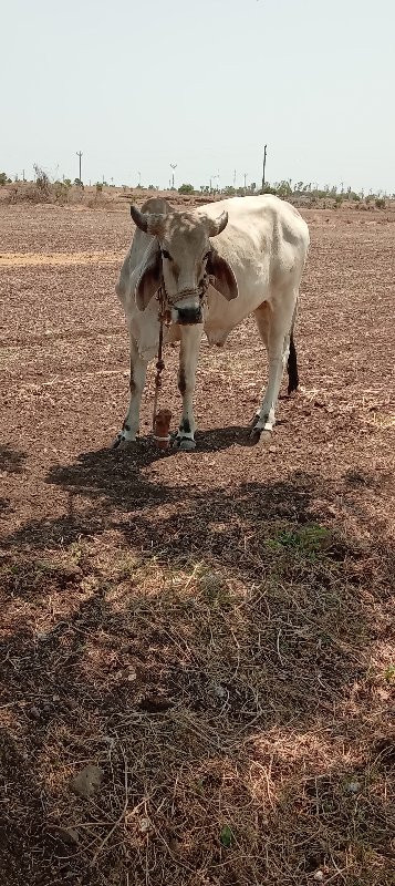 ગોઢલા