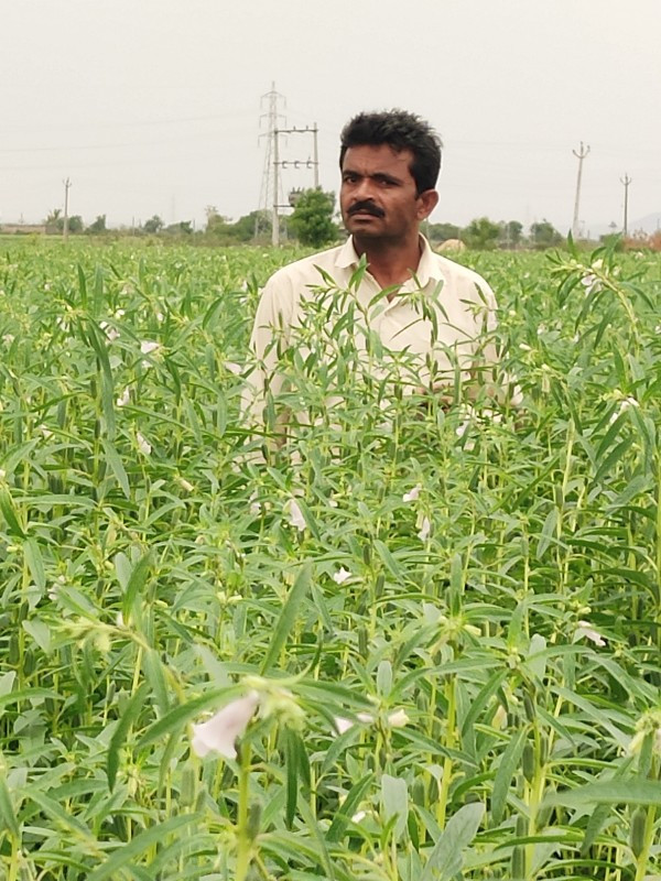 કાળા તલ