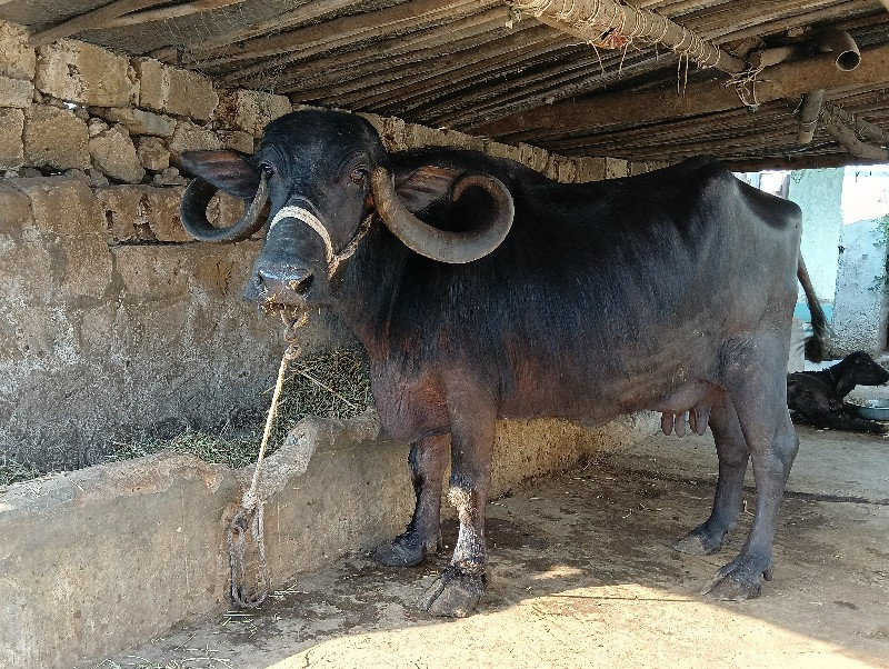 ભેશ‌ વેશવાનિ છે