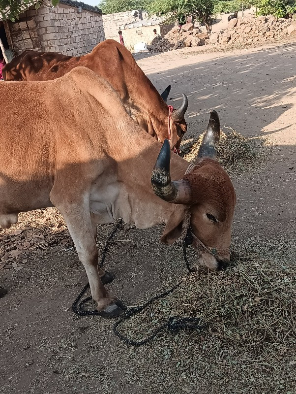 ગોઢલા વેચવાના છ...