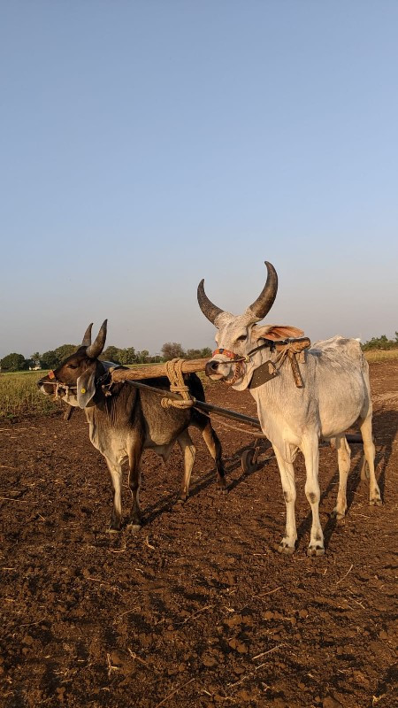 ગોઢલા વેચવાના છ...