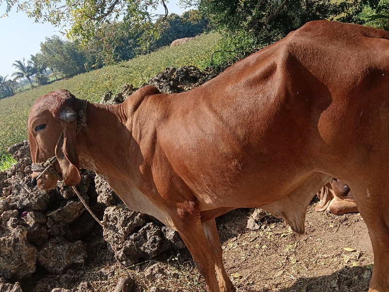 ગોઢલો વેચવાનો છ...