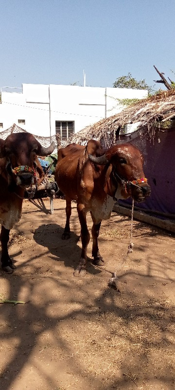 ગોઢલા વેંચવા ના...