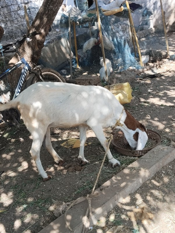 Rajasthani  Bak...