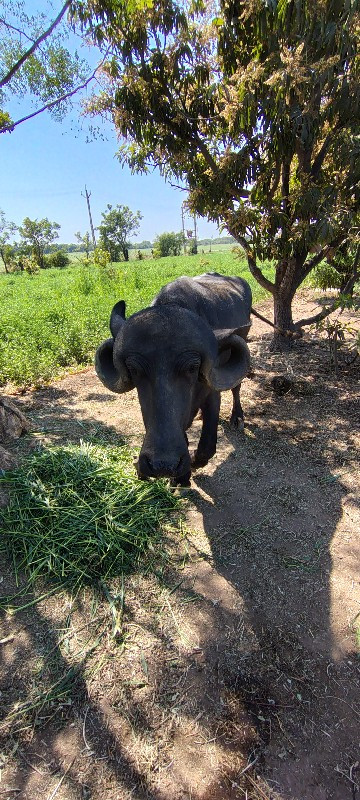 ખળેલી વેચવાની છ...