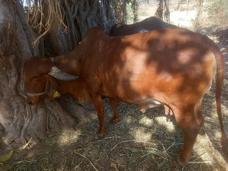 ગીર ગાય વેચવાની...