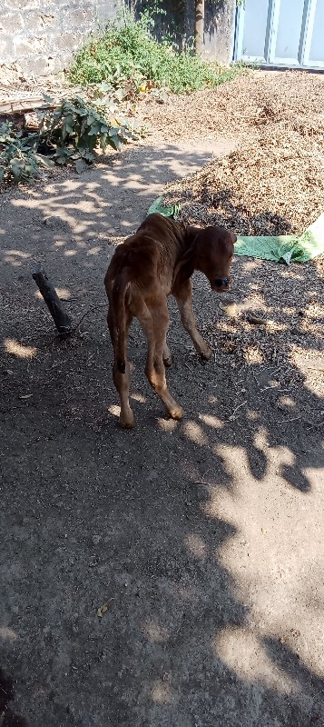 ગાય વેચવા ની છે