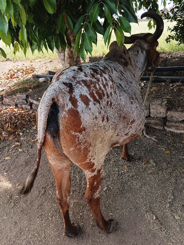 ગાય વેસવા ની છે