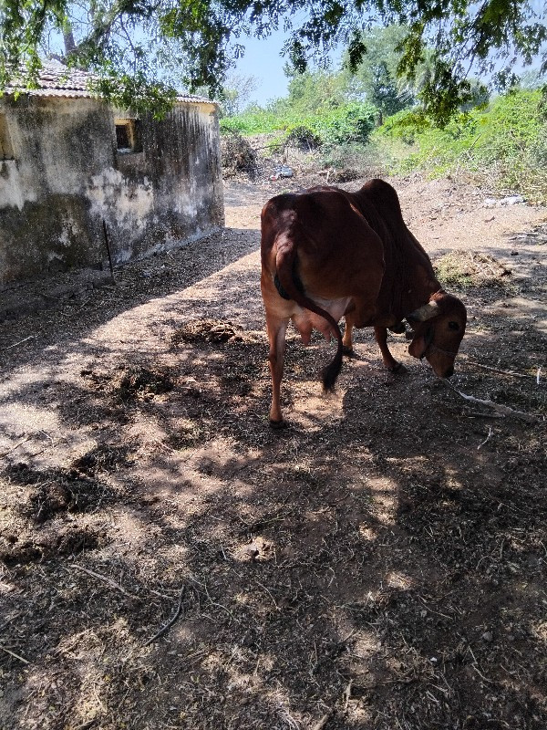 ગીર ગાય વેચવાની...