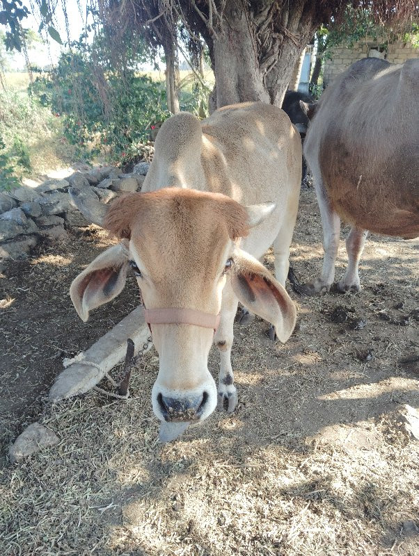 વાછડી વેચવાની છ...