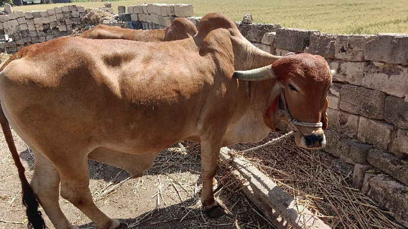 બળદ દેવાના સે