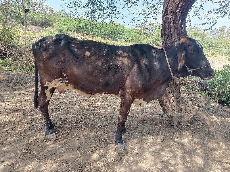 જર્સી ગાય વેચવા...