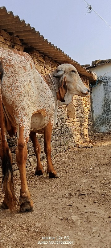 ઓરીજનલ ગીર મૂંડ...