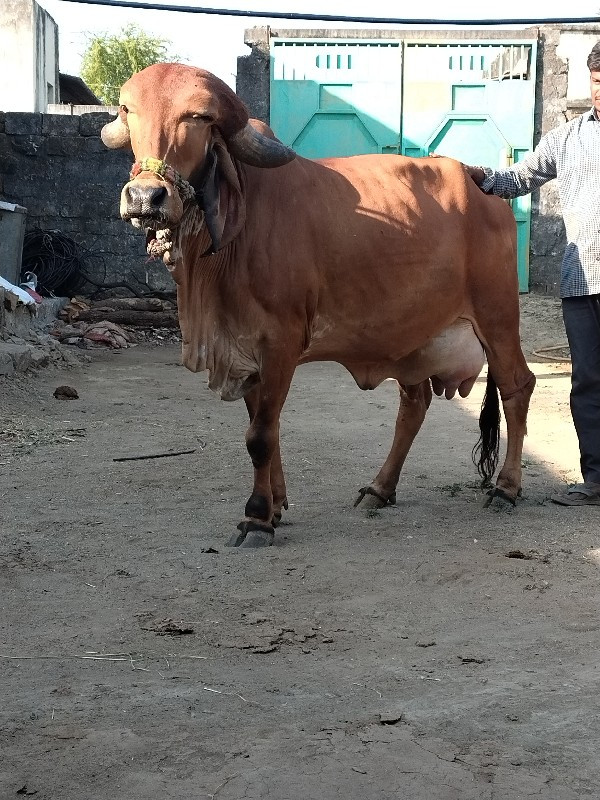 ગિર ગાય વેચવા ન...