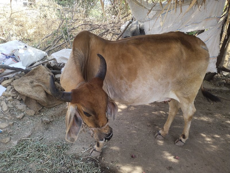 દેશી ગાય વેચવાન...