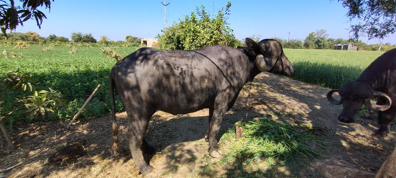 ખળેલી વેચવાની છ...