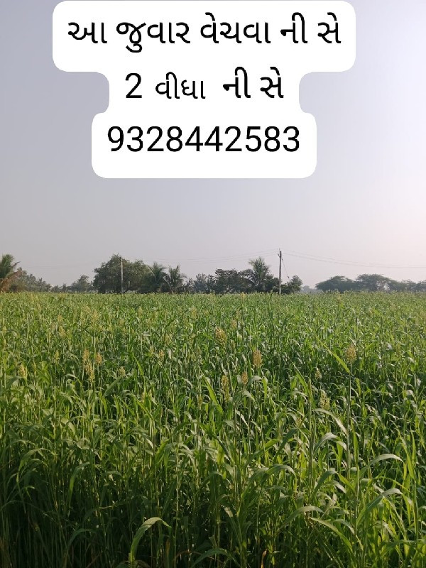 જુવાર નો લીલો સ...